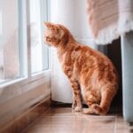 How to Create a Pet-Friendly Clean Environment