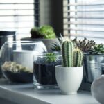 Cleaning and Revitalizing Your Indoor Plants