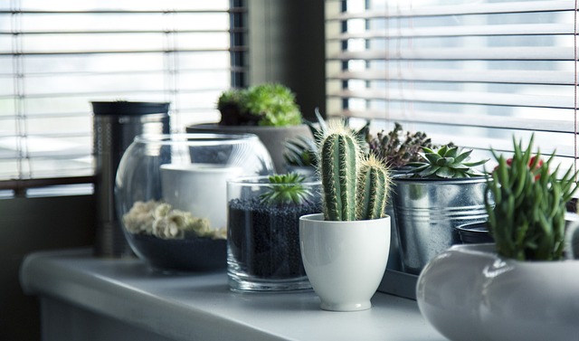 Cleaning and Revitalizing Your Indoor Plants