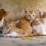 How to Clean and Refresh Your Pet's Sleeping Area