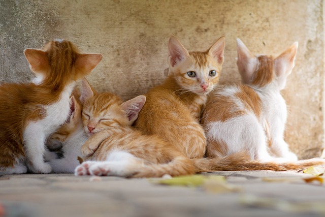 How to Clean and Refresh Your Pet's Sleeping Area