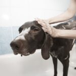 Clean and Sanitize Commercial Dog Grooming Areas