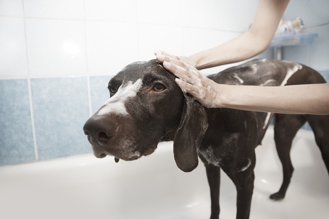 Clean and Sanitize Commercial Dog Grooming Areas