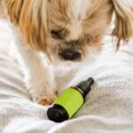 Cleaning and Organizing Your Pet's Medications and Supplements