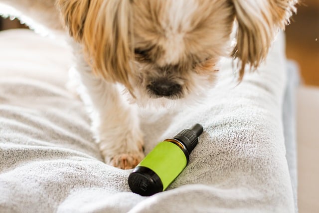 Cleaning and Organizing Your Pet's Medications and Supplements