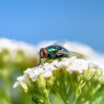 Natural Solutions for a Bug-Free Home